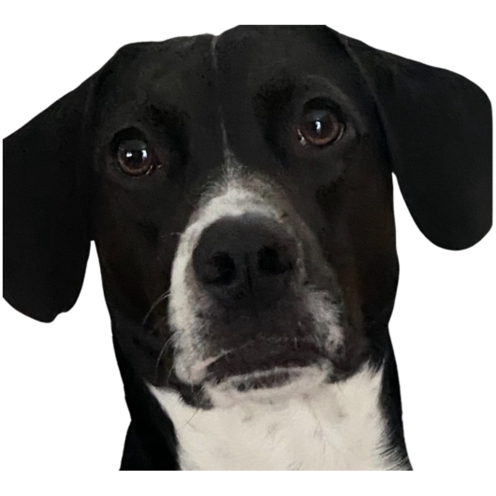 Meet your Posher, Sonya